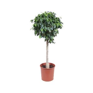 Фикус Бенджамина Колумнар штамб