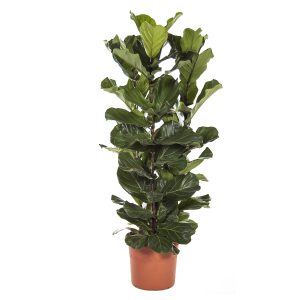 Фикус Лирата огромный