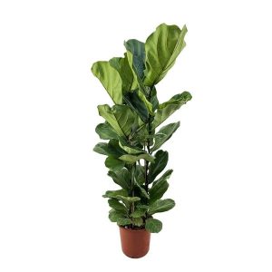 Фикус Лирата 2 ствола