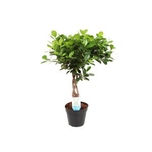 Фикус Моклейм с переплетенным стволом