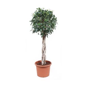 Фикус Нитида