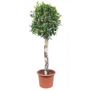 Фикус Нитида гигант