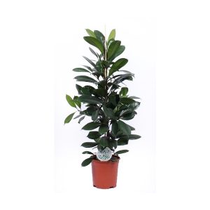 Фикус Циатистипула