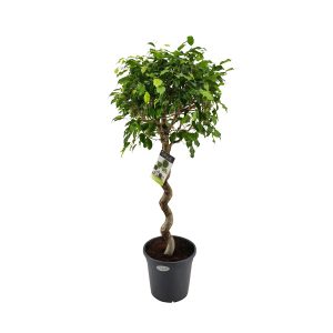 Фикус Бенджамина Экзотика спираль