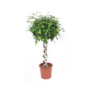 Фикус Бенджамина Экзотика двойная спираль