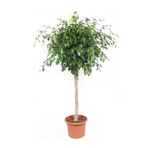 Фикус Бенджамина Экзотика штамб