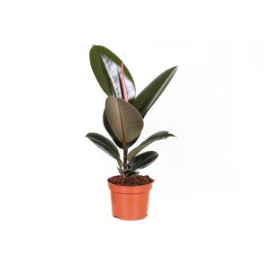 Фикус эластика Абиджан