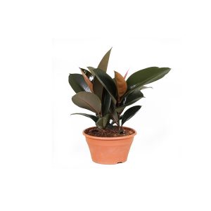 Фикус эластика Абиджан в плошке