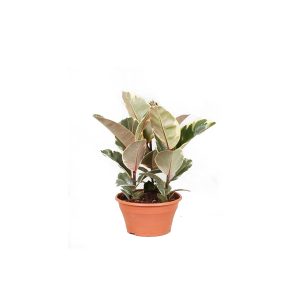 Фикус эластика Тинеке в плошке