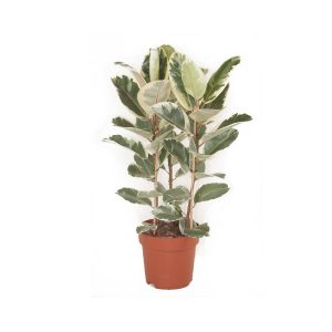 Фикус эластика Тинеке 3 ствола