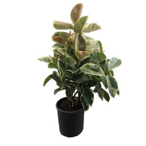 Фикус эластика Тинеке разветвленный