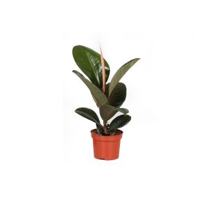 Фикус эластика Робуста