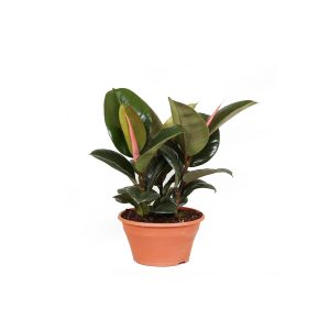 Фикус эластика Робуста в плошке