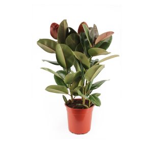 Фикус эластика Робуста 3 ствола