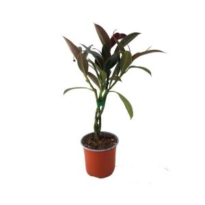 Фикус эластика Мелани 3 ствола