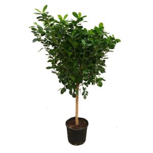 Фикус Моклейм штамб