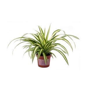 Хлорофитум