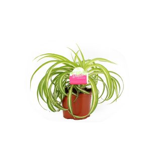 Хлорофитум Бонни