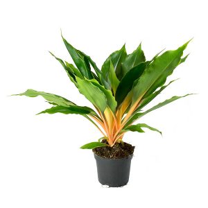 Хлорофитум Грин Оранж