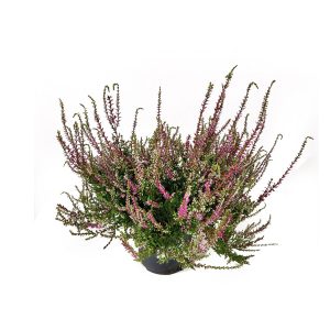 Вереск микс