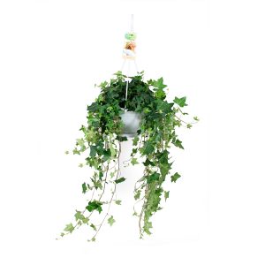 Хедера подвесная