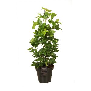 Фатсхедера