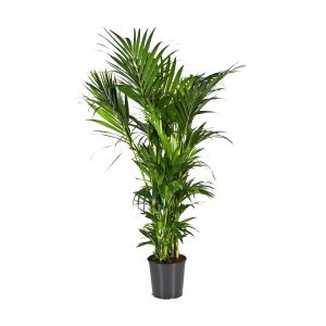 Ховея гигант