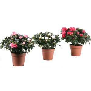 Азалия микс