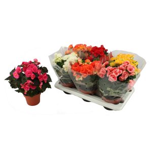 Бегония микс