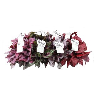 Бегония Рекс микс