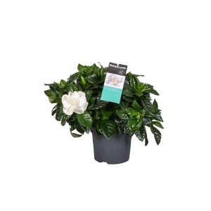 Гардения жасминовидная