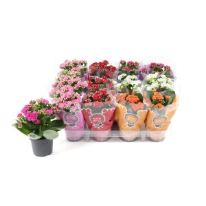 Каланхоэ микс