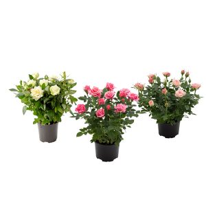 Декоративная роза микс