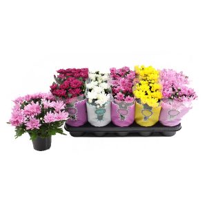 Хризантема крупноцветковая