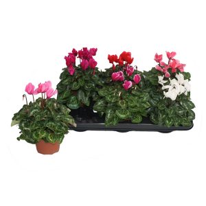 Цикламен микс