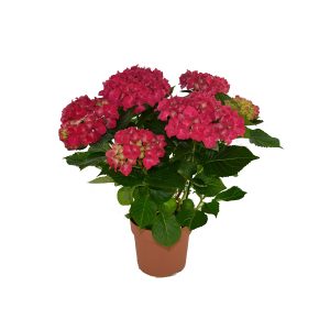 Гортензия (гидрангея) микс