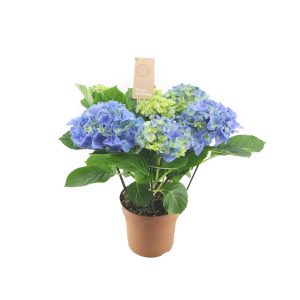 Гортензия синяя (краска)