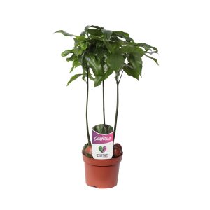 Кастаноспермум (комнатный каштан)