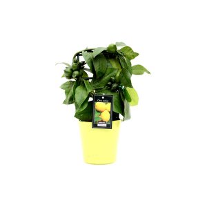 Цитрус Лимон