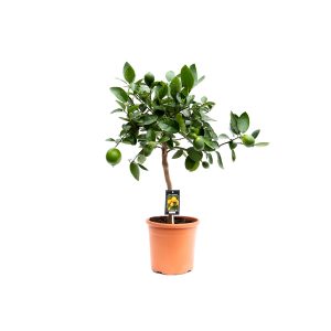 Цитрус Лайм