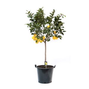 Цитрус Лимон огромный