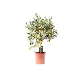 Цитрус Вариегата