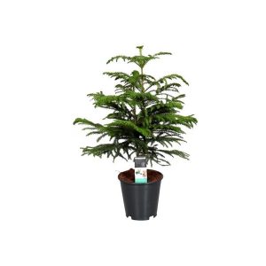 Араукария разнолистная