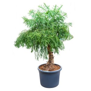 Араукария бонсай