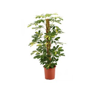 Шеффлера на опоре