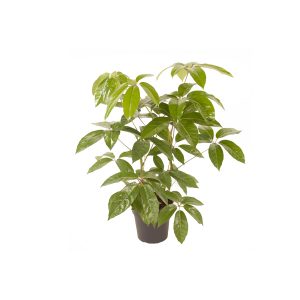 Шеффлера Амате