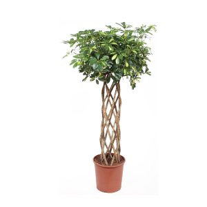 Шеффлера на стволе цилиндр