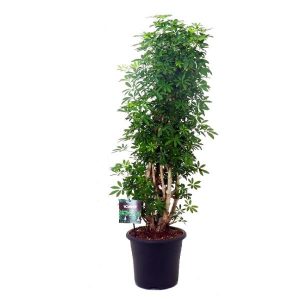 Шеффлера разветвленная