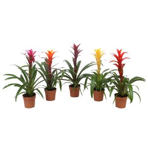 Гузмания микс