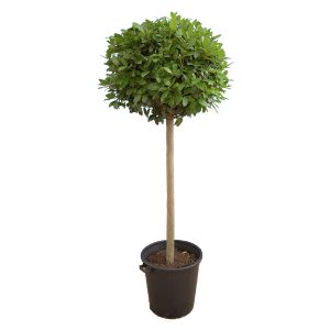 Лавр нобилис гигант